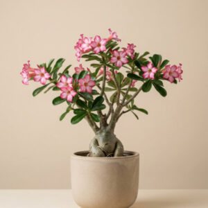 Adenium