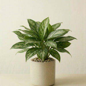 Aglaonema