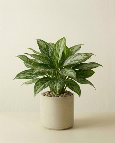 Aglaonema