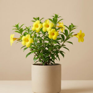 Allamanda
