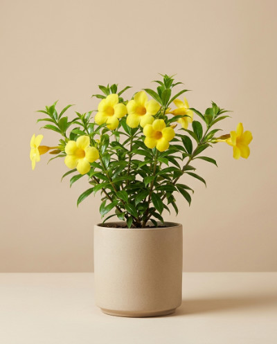 Allamanda