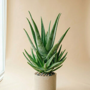 Aloe Vera