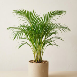 Areca Palm