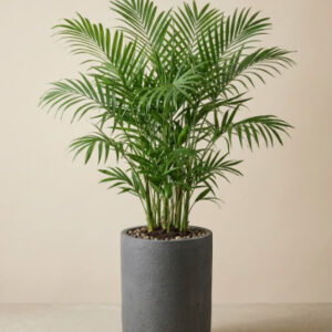 Bamboo Palm