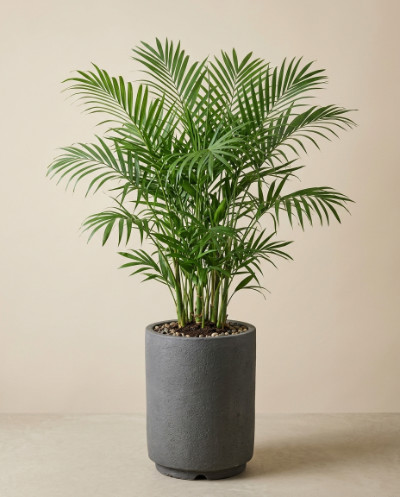 Bamboo Palm