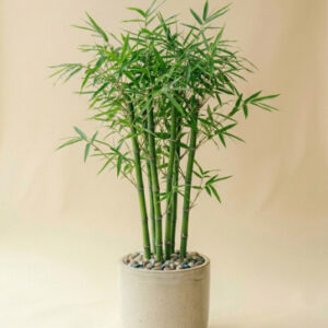 Bamboo Plant