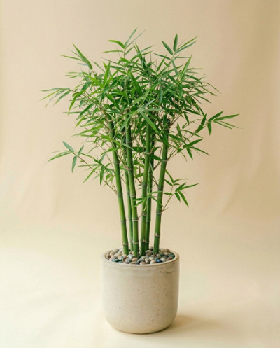 Bamboo Plant