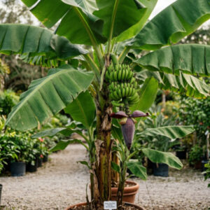 Banana Plant
