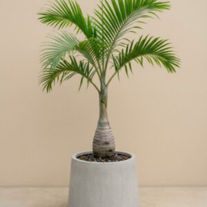Bottle Palm