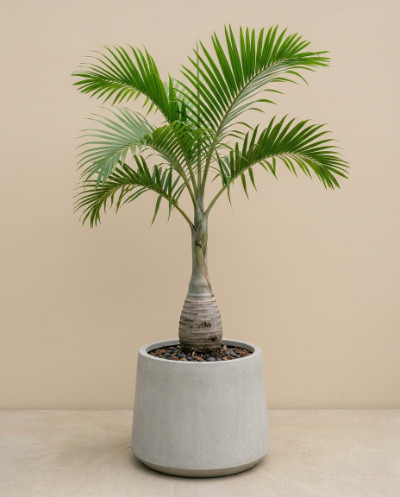 Bottle Palm