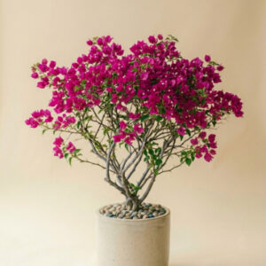 Bougainvillea