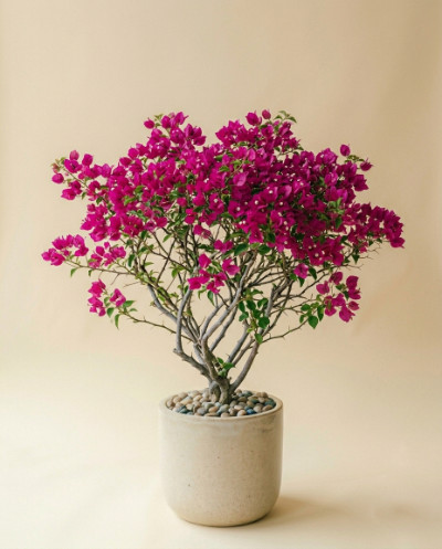 Bougainvillea