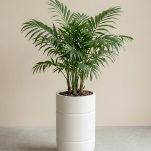 Chamaedorea Palm