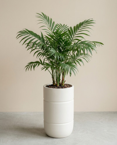 Chamaedorea Palm