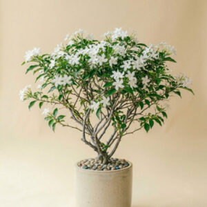 Chandni Plant