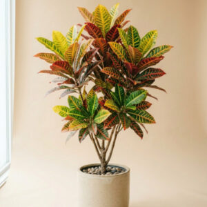 Croton