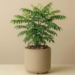 Curry Leaf Plant
