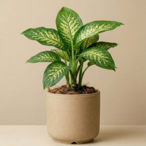 Dieffenbachia