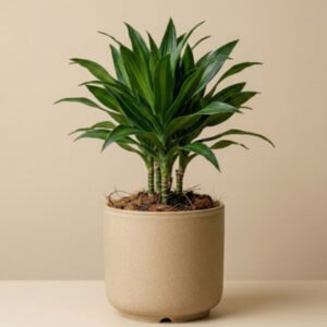 Dracaena