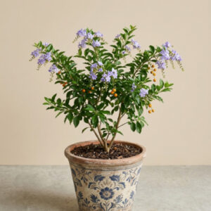 Duranta