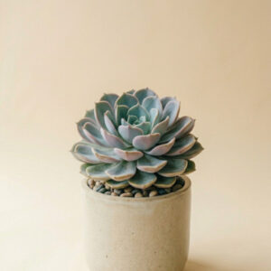 Echeveria