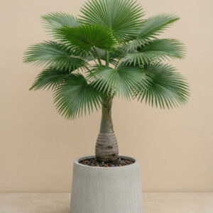 Fan Palm