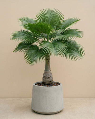Fan Palm