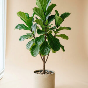 Fiddle Leaf Fig
