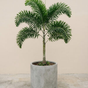 Foxtail Palm