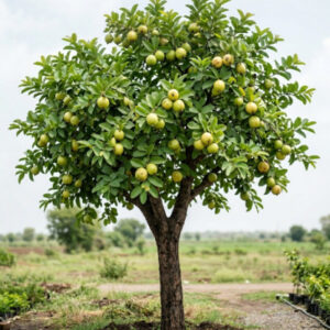 Guava Plant