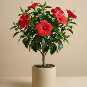Hibiscus