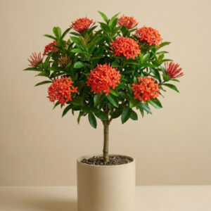 Ixora