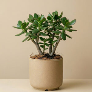 Jade Plant