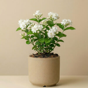 Jasmine (Mogra)