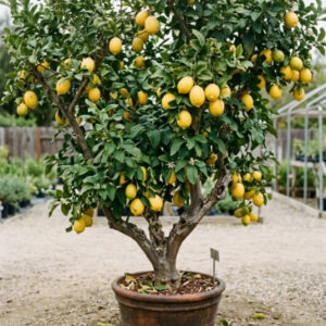 Lemon Plant