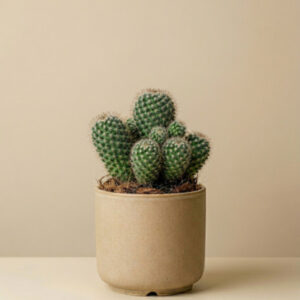 Mini Cactus