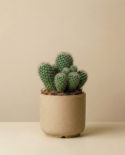 Mini Cactus