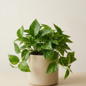 Money Plant