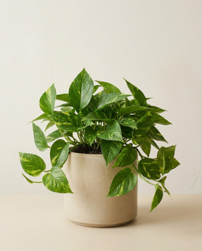Money Plant
