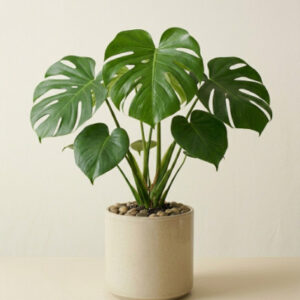 Monstera Deliciosa