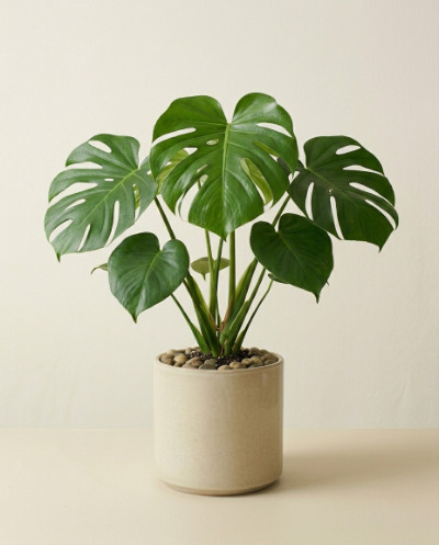 Monstera Deliciosa