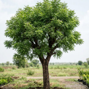 Neem Plant