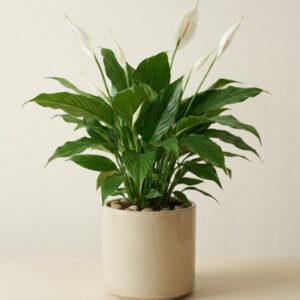 Peace Lily