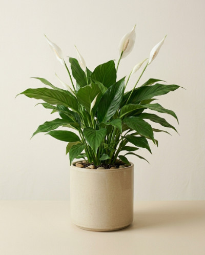 Peace Lily