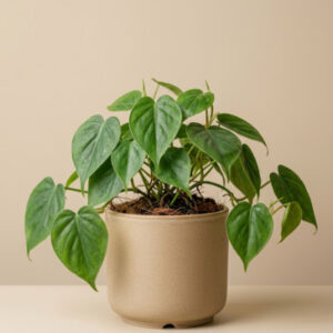 Philodendron