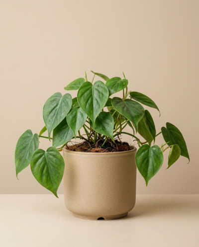 Philodendron