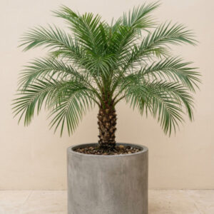 Phoenix Palm