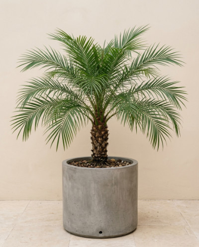 Phoenix Palm
