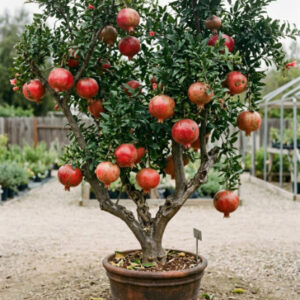 Pomegranate Plant