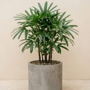 Rhapis Palm